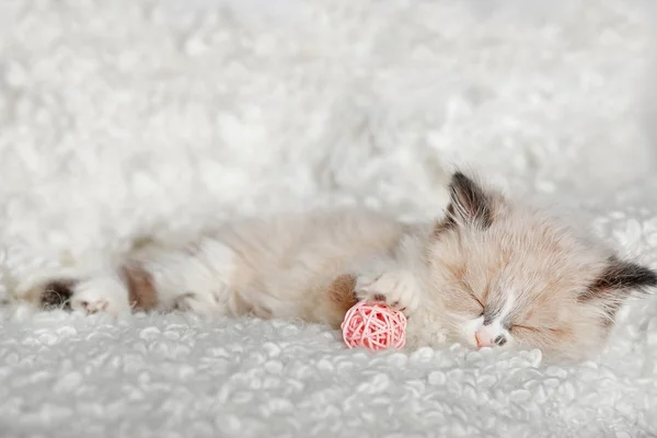 Söta lilla kattunge sover — Stockfoto