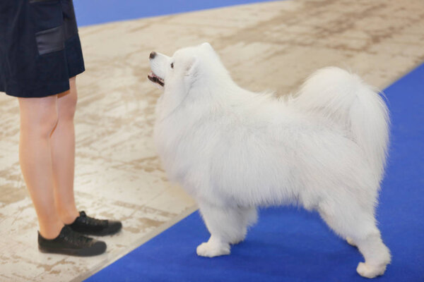 Cute samoyed dog with owner