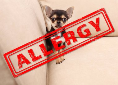  Küçük köpek vasıl ev