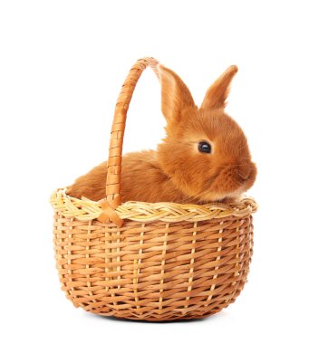 Şirin komik tavşan sepet içinde  