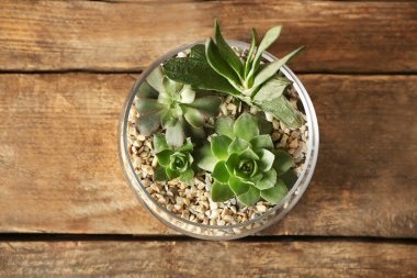 Cam Aranjman succulents bileşimi 
