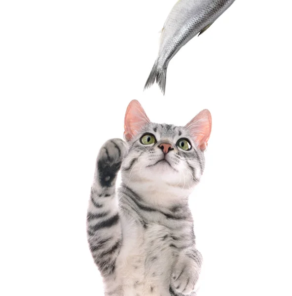 Милые кошка и рыба — стоковое фото