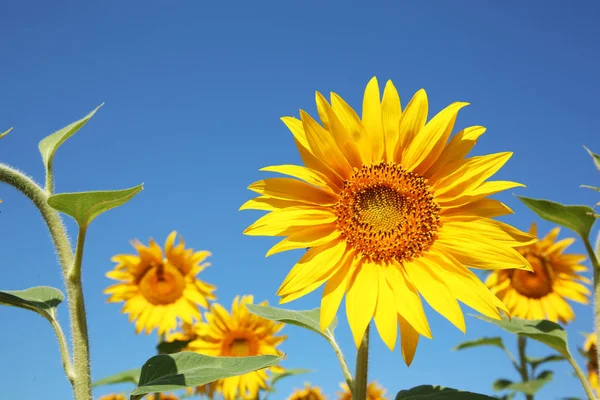 Tournesols dans le champ d'été — Photo