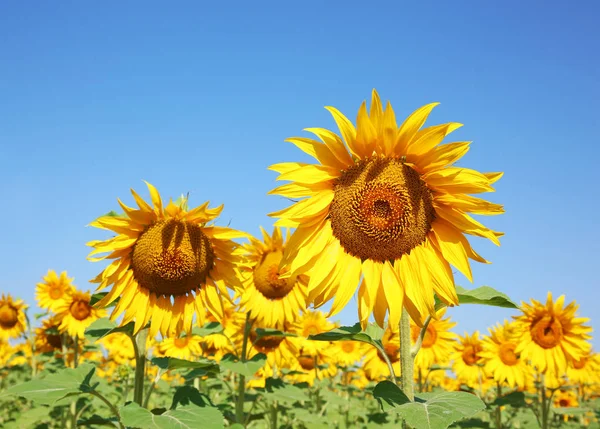 Zonnebloemen in zomer veld — Stockfoto