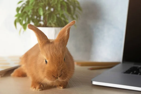 Cute Zajączek siedzi w pobliżu laptopa — Zdjęcie stockowe