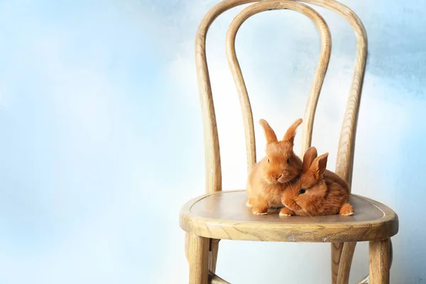 Симпатичные зайчики, сидящие на стуле — стоковое фото