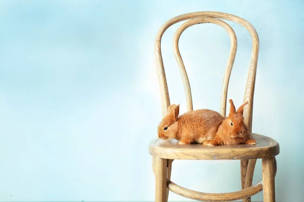 Два милых кролика сидят на стуле — стоковое фото