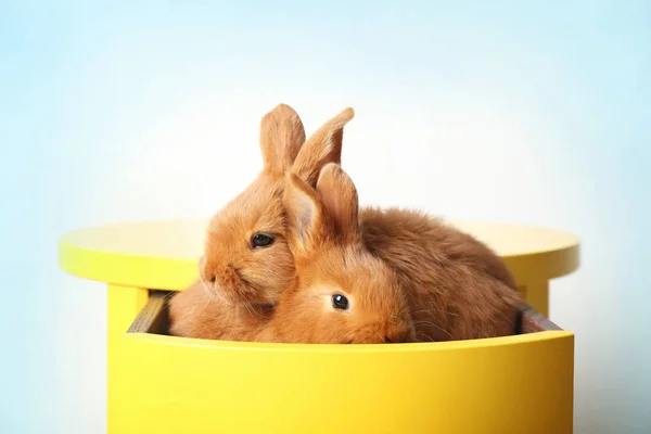 Два милых кролика — стоковое фото