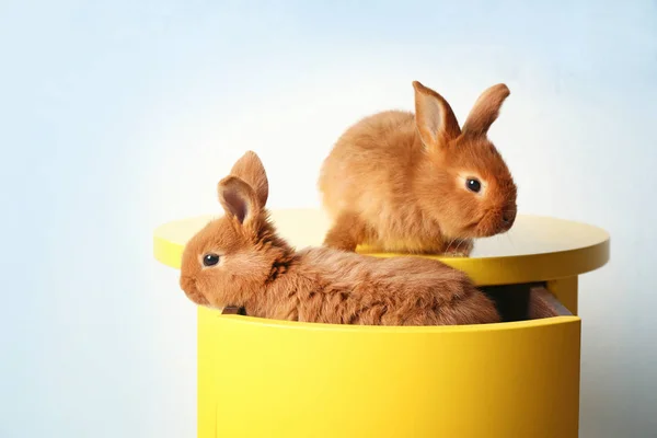 Два забавных кролика — стоковое фото