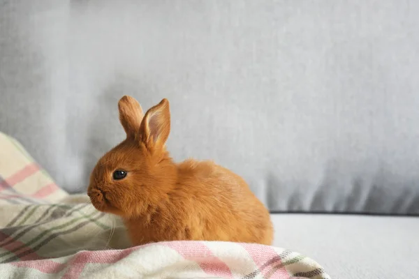 可爱的红色小兔子 — 图库照片