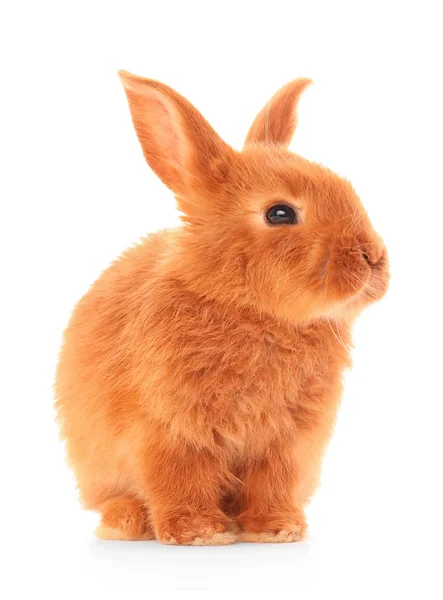 Leuk grappige konijn — Stockfoto