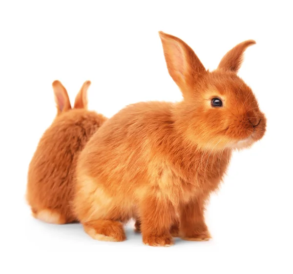Lindos conejos divertidos —  Fotos de Stock