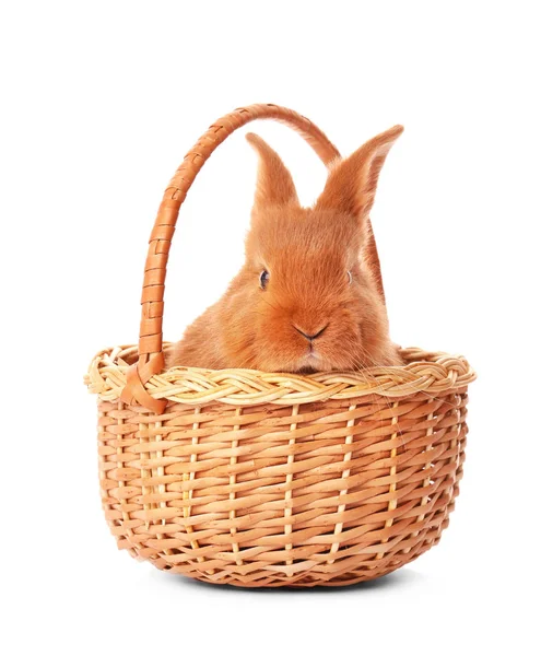 Cute funny rabbit in basket — Stock Photo, Image