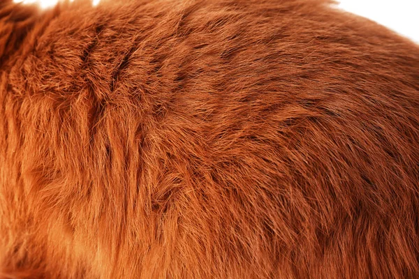 Rabbit fur, closeup — Stock Photo, Image