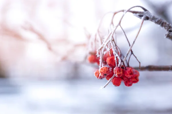 Frozen branch of ashberry — Stock Photo, Image