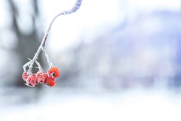 Ramură congelată de ashberry — Fotografie, imagine de stoc
