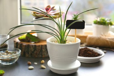 Pencere üzerinde güzel houseplant