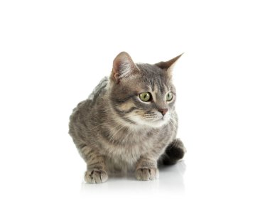 şirin komik kedi 