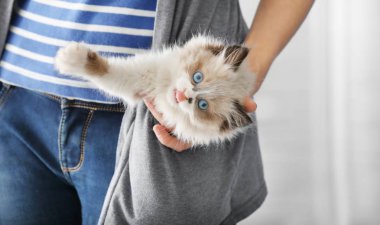 yavru kedi sahibinin cebine oturan