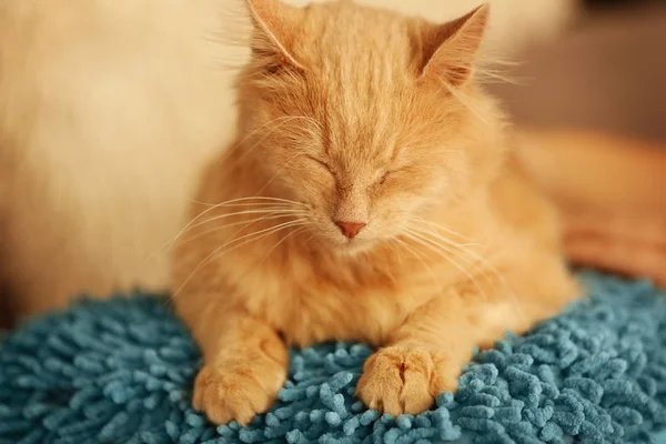Lindo durmiendo gato —  Fotos de Stock
