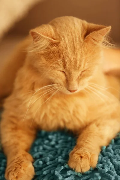Милый спящий кот — стоковое фото