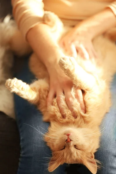 Kucing lucu berbaring di lutut pemiliknya — Stok Foto