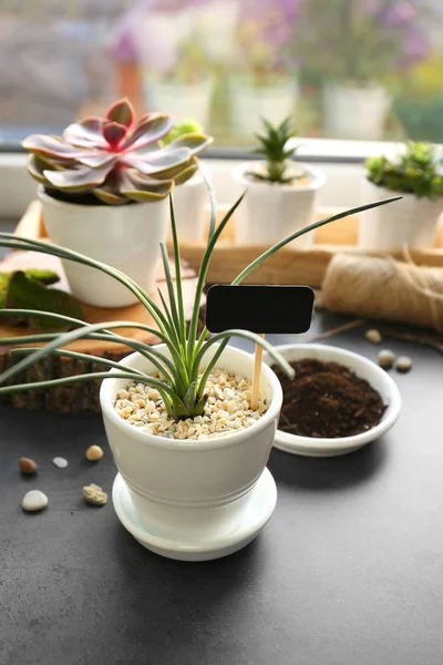 Belas plantas de sala no peitoril da janela — Fotografia de Stock