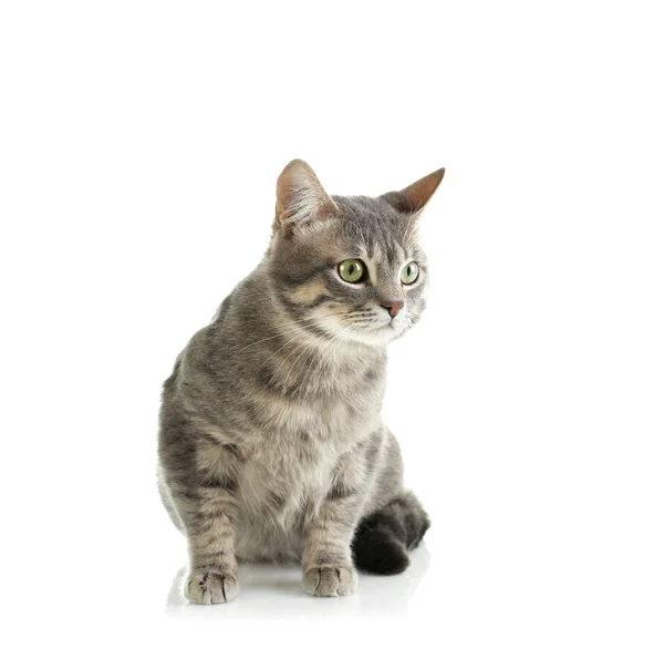 Симпатичный смешной кот — стоковое фото