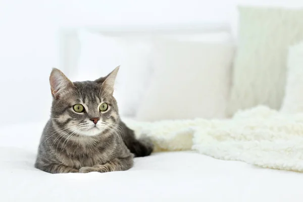 かわいい面白い猫 — ストック写真