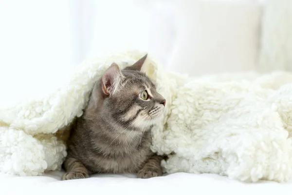 Şirin komik kedi — Stok fotoğraf