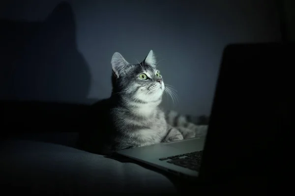 Os Gatos e Cachorros MAIS FOFOS & ENGRAÇADOS Da INTERNET 