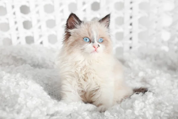 Cute little kitten on white plaid — Stock Photo, Image