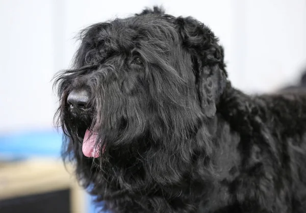 Sevimli siyah köpek görünümünü kapat — Stok fotoğraf
