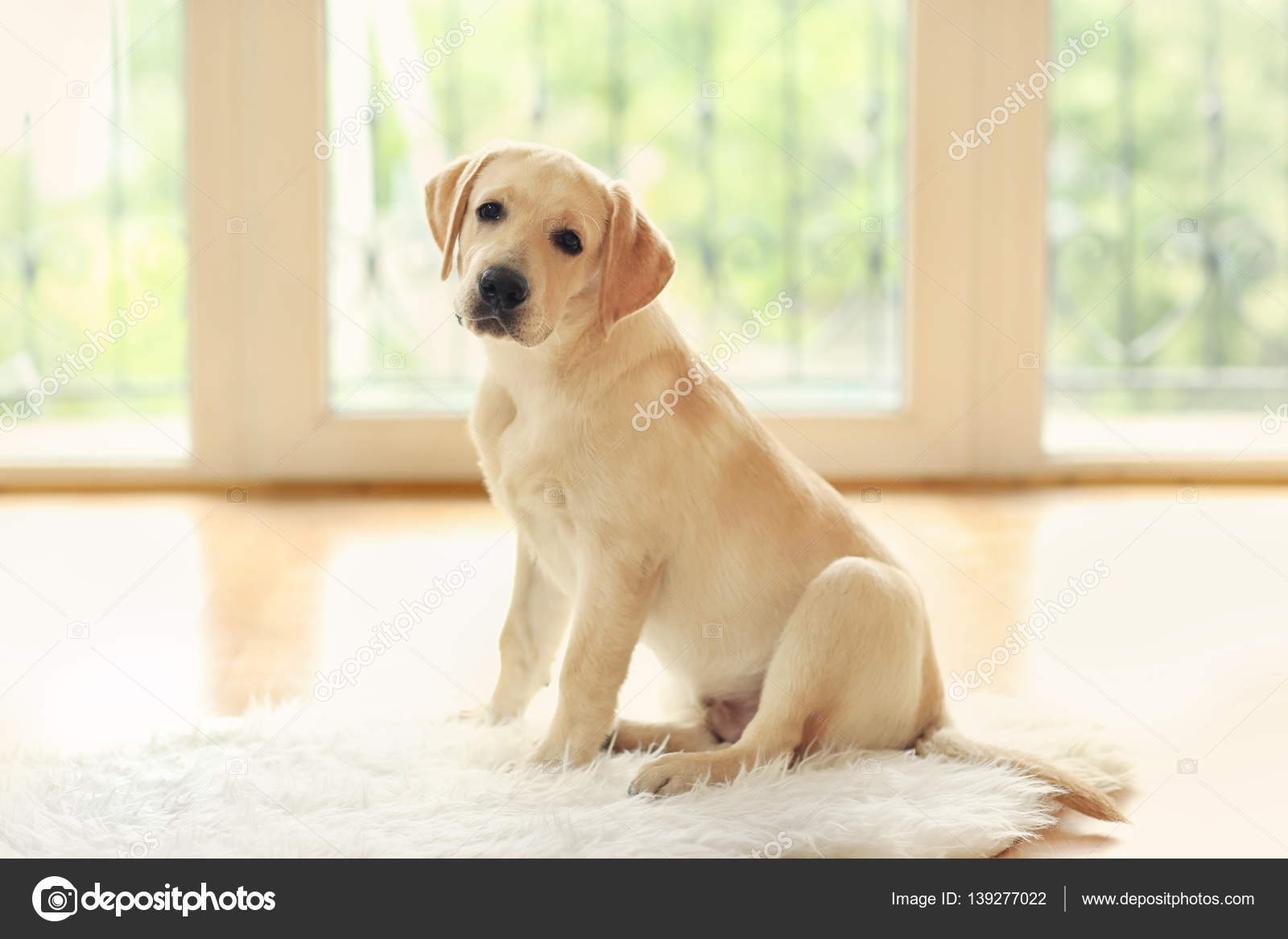 Golden Labrador Dog Stock Photo C Belchonock 139277022