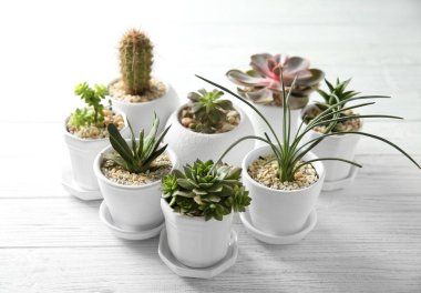 Gri masada yeşil Succulents