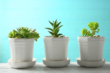 Tencere succulents tablo ile 