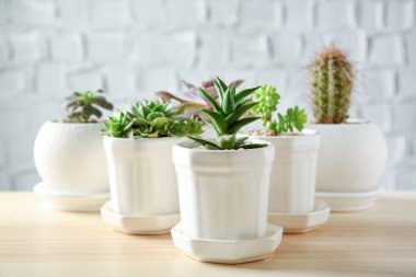 Tencere succulents tablo ile 