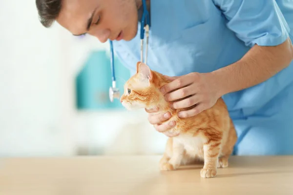 Médecin Vétérinaire Vérifiant Chat Dans Une Clinique Vétérinaire — Photo