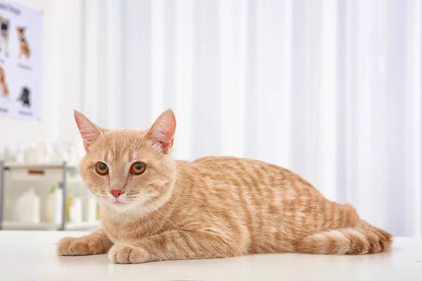 Gato bonito tabby na mesa — Fotografia de Stock