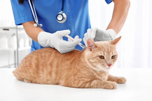 Veterinario gatto esaminatore — Foto Stock