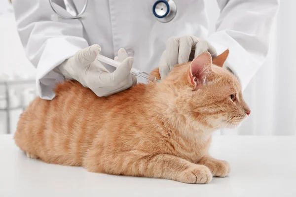 수 의사 시험 고양이 — 스톡 사진