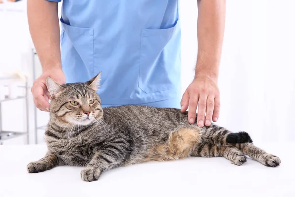 Ветеринарный осмотр кошки — стоковое фото