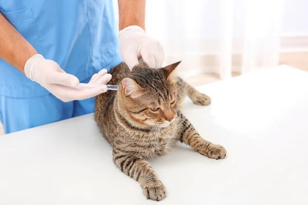 Veterinário examinando gato — Fotografia de Stock