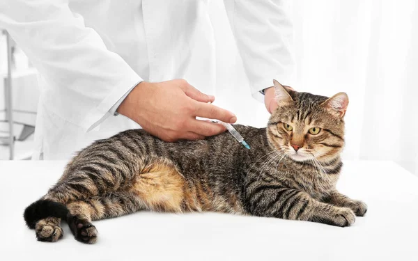 Veterinario examinando gato — Foto de Stock