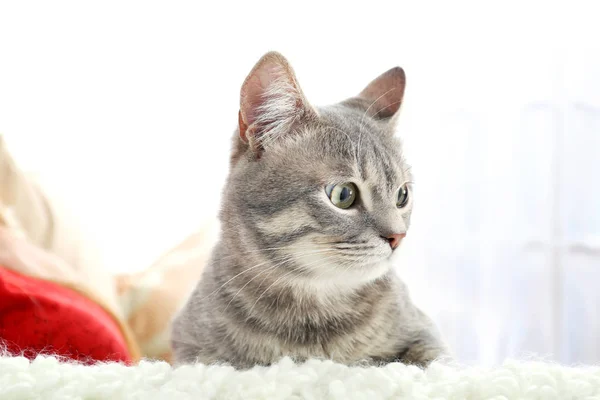 Cute cat on couch — Stock Photo, Image