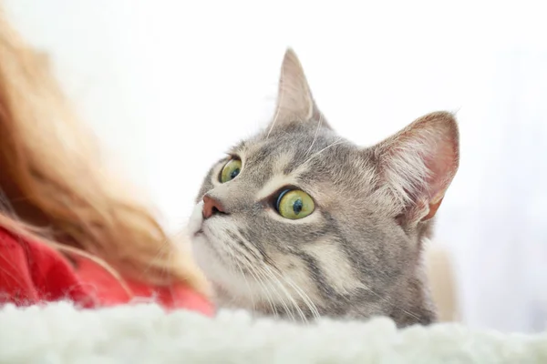 Şirin kedi kanepede — Stok fotoğraf