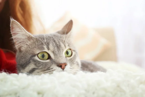 Söt katt på soffan — Stockfoto