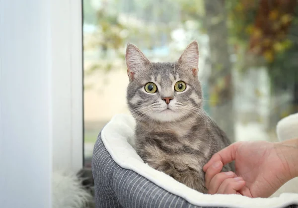 Kadın okşayarak sevimli kedi — Stok fotoğraf