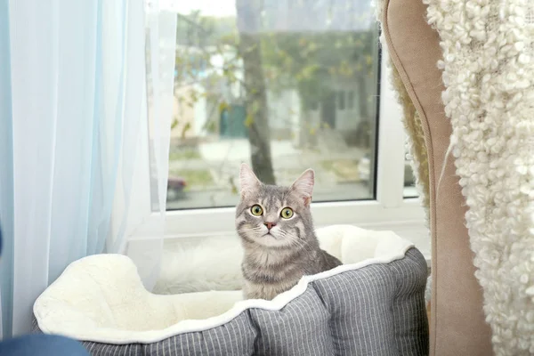 Милая кошка в мягкой корзине — стоковое фото