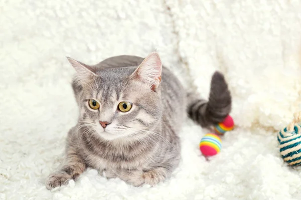 Frau kämmt süße Katze mit Pinsel — Stockfoto